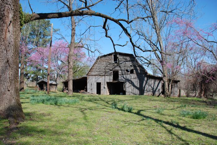 Barn and redbuds