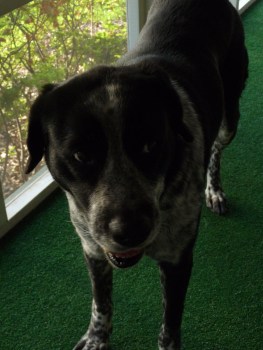 This look should be interpreted as "Congratulations, tsj1957! You're a winner!" The dog declined to smooch, as it would not befit her dignity. Sorry.