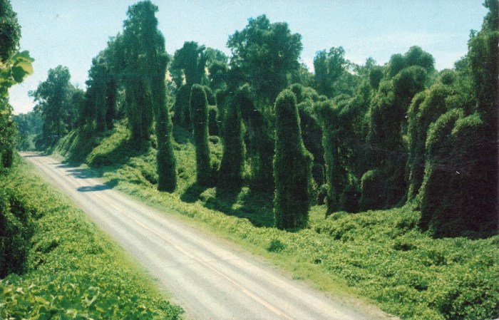 KUDZU ALONG THE HIGHWAY . . . An oriental legume, whose runners grow from 20 to 50 feet in a single season, has been used in Mississippi since 1936 to prevent erosion. In addition, Kudzu's large dark green leaves make a picturesque covereing for rough roadbanks and hillsides along Mississippi's paved highways.