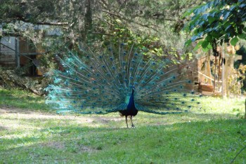Isaac the Peackock of Prospect Hill (c.1999-2016)