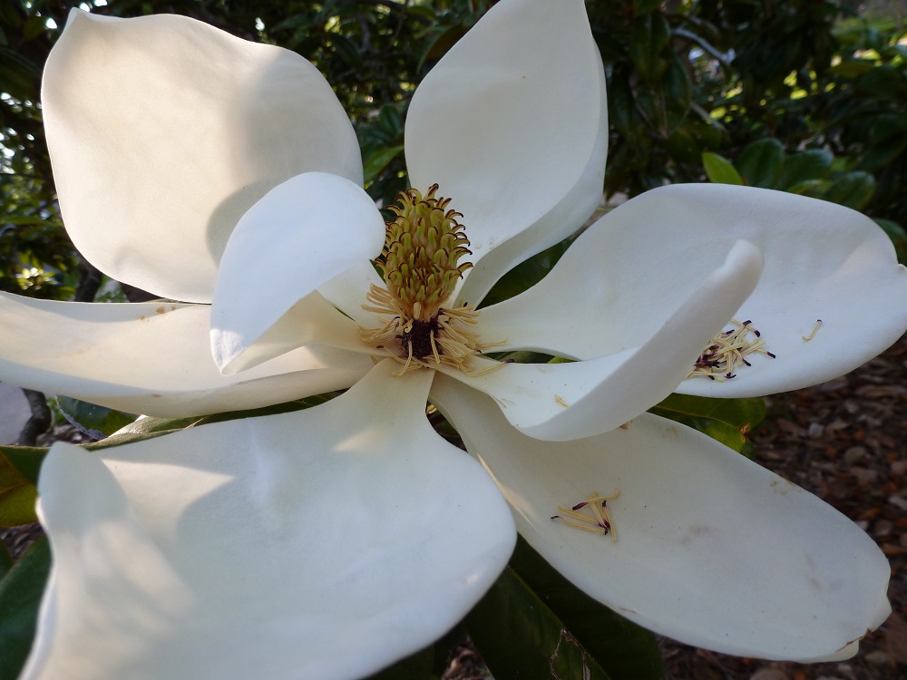 Good Friday in the Magnolia State – Preservation in Mississippi